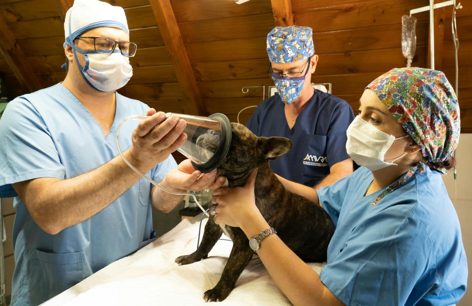 Veterinaria